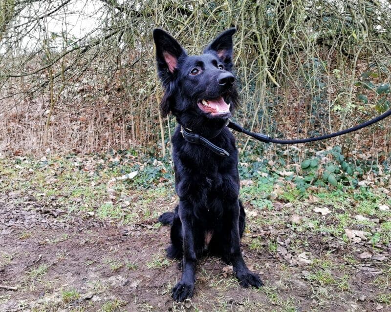 Deutscher Schäferhund-Mix Ivy