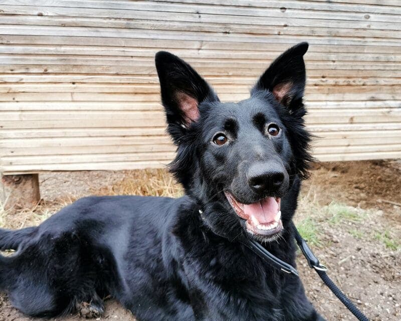 Ivy - Deutscher Schäferhund - Bild 3