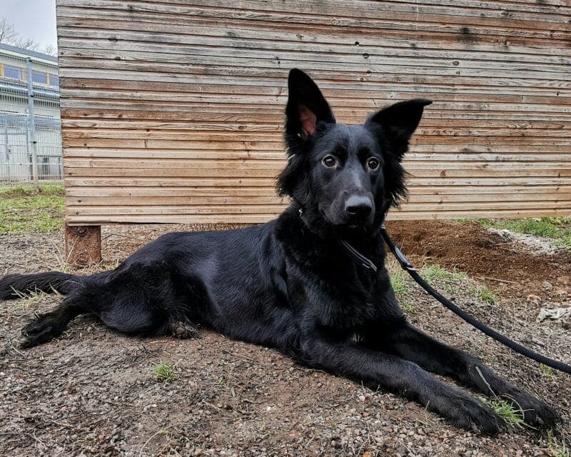 Ivy - Deutscher Schäferhund - Bild 4