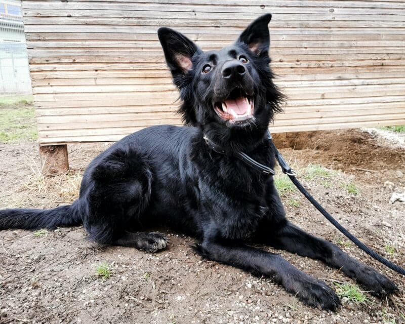 Ivy - Deutscher Schäferhund - Bild 5