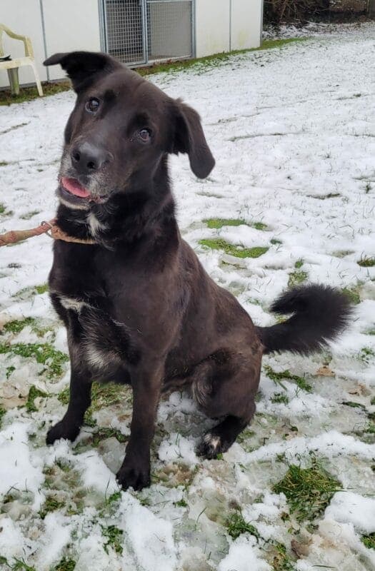 Labrador Retriever-Mix Blacky