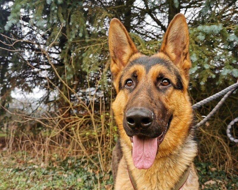 Cody - Deutscher Schäferhund - Bild 4