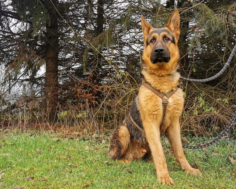 Cody - Deutscher Schäferhund - Bild 2