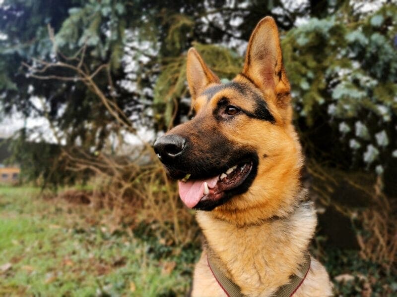 Cody - Deutscher Schäferhund - Bild 3