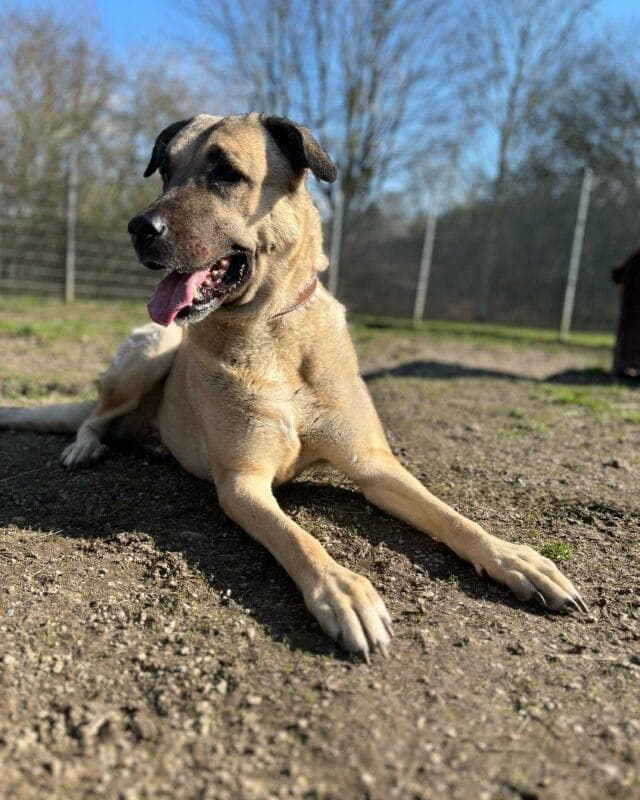 Phoebe - Kangal-Hirtenhund - Bild 5