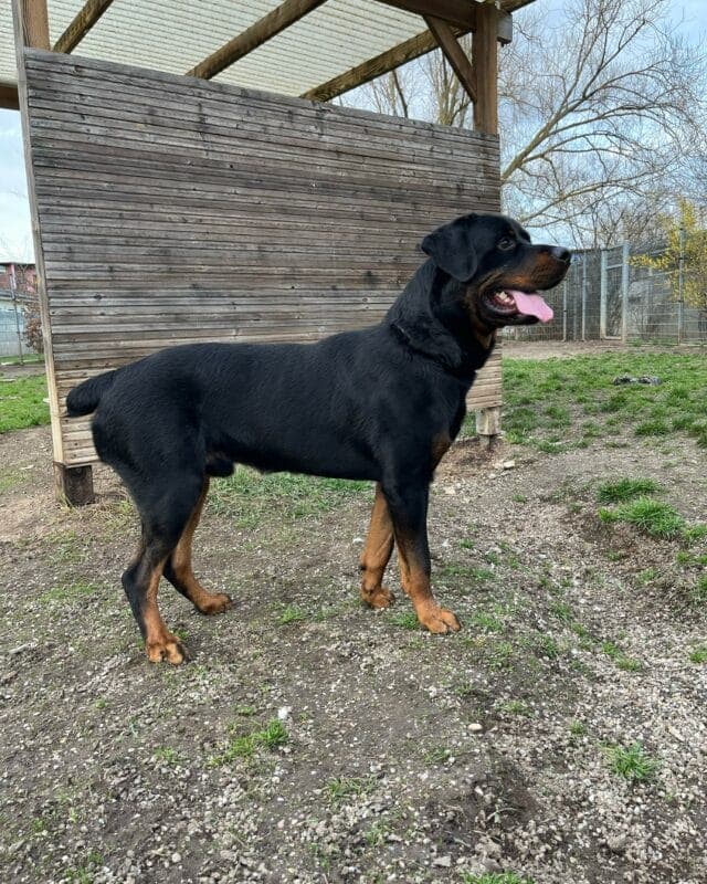 Hektor - Rottweiler - Bild 2