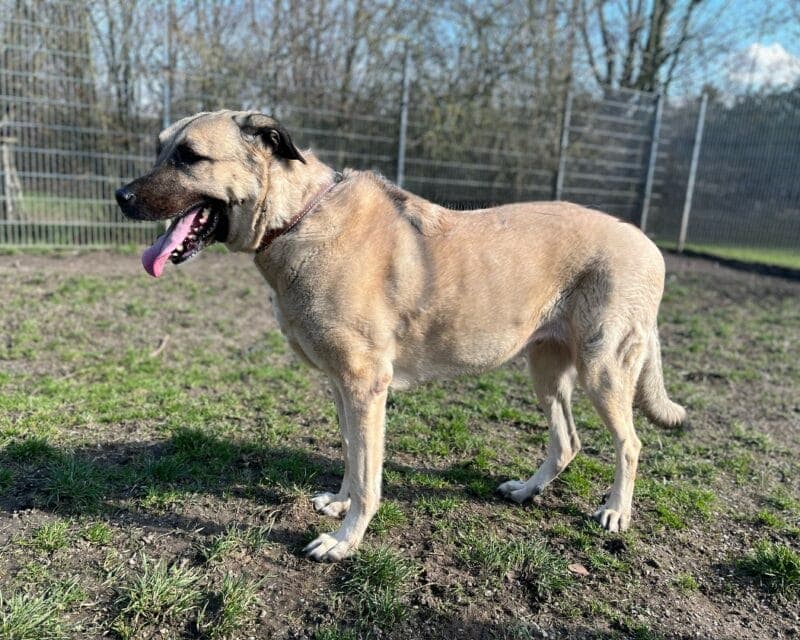 Phoebe - Kangal-Hirtenhund - Bild 4