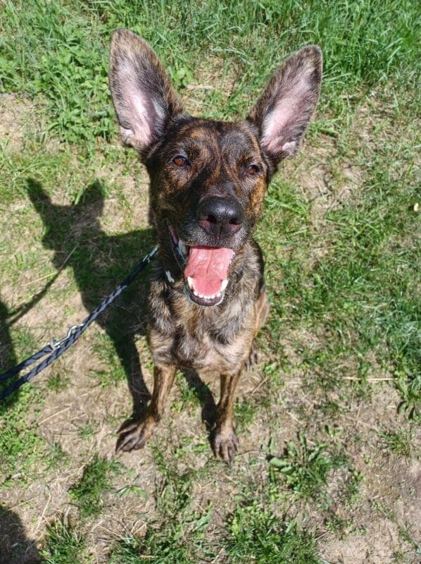 Mara - Hollandse Herdershond - Bild 2