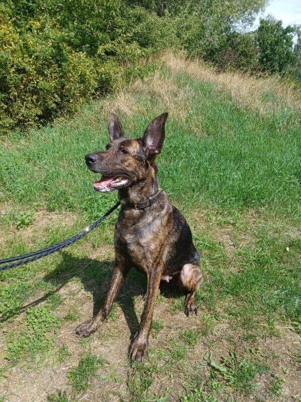 Mara - Hollandse Herdershond - Bild 3