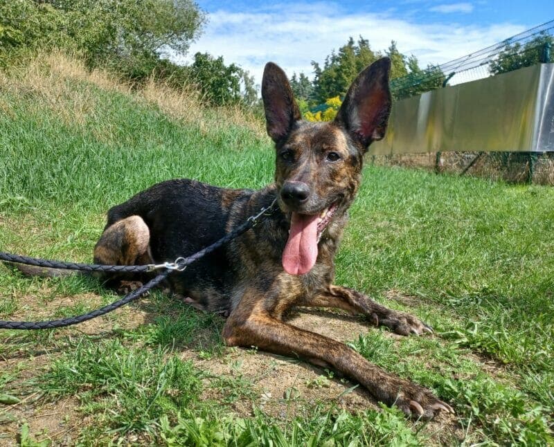 Mara - Hollandse Herdershond - Bild 6