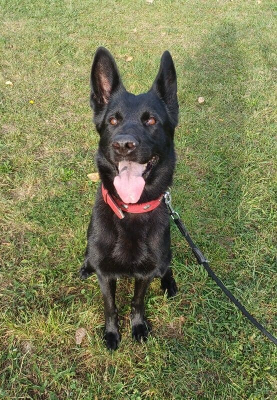 Nova - Deutscher Schäferhund - Bild 2