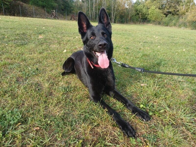 Nova - Deutscher Schäferhund - Bild 4