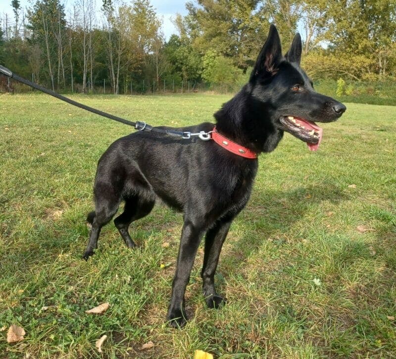 Nova - Deutscher Schäferhund - Bild 5