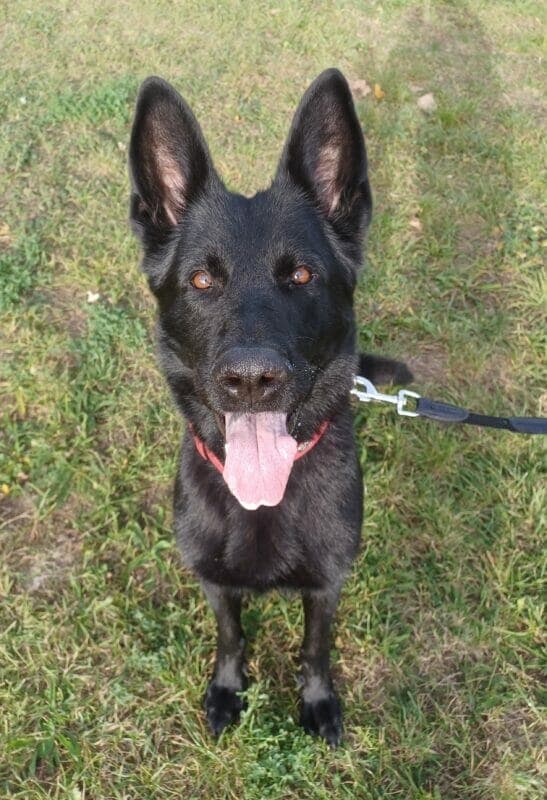 Nova - Deutscher Schäferhund - Bild 6