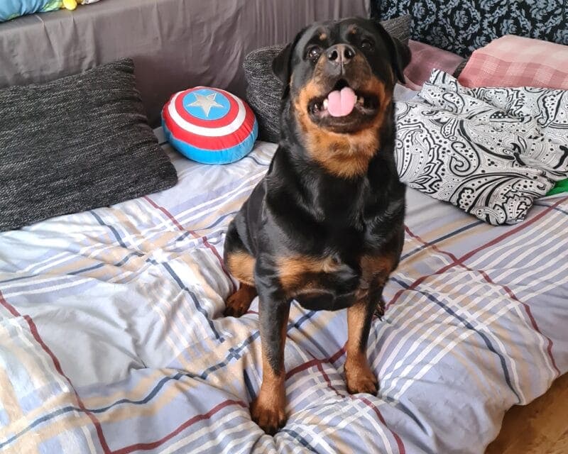 Deutsche Dogge Athena