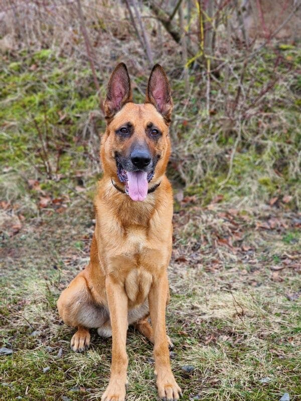 Lucky - Deutscher Schäferhund - Bild 3