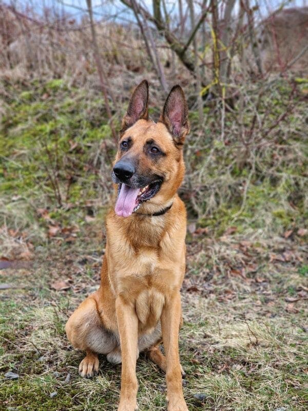 Lucky - Deutscher Schäferhund - Bild 4