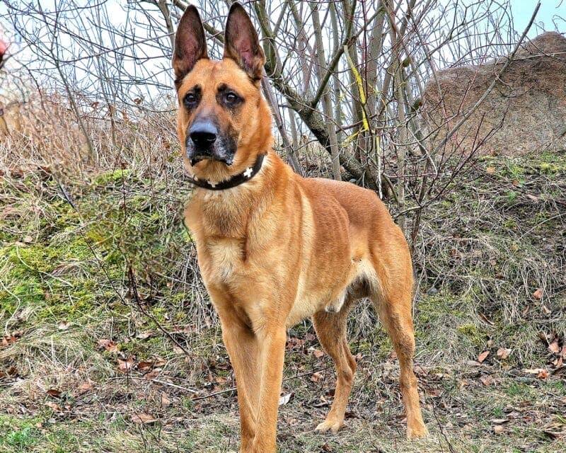 Lucky - Deutscher Schäferhund - Bild 2