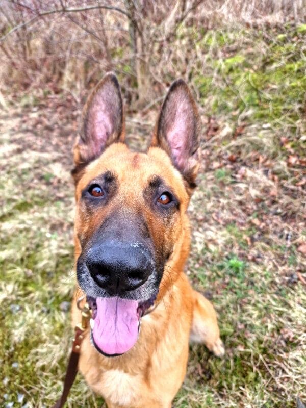 Lucky - Deutscher Schäferhund - Bild 5