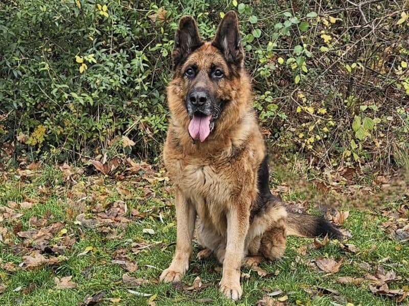 Tarek - Deutscher Schäferhund - Bild 8