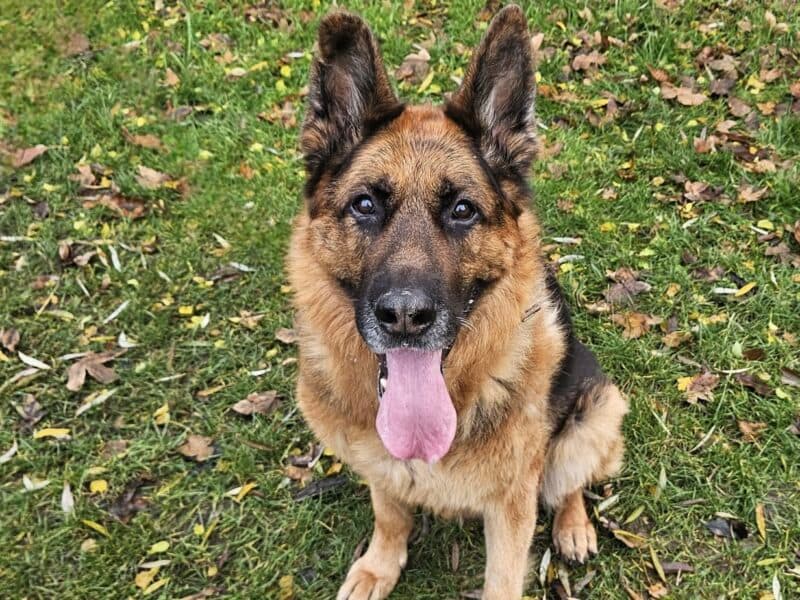 Tarek - Deutscher Schäferhund - Bild 5