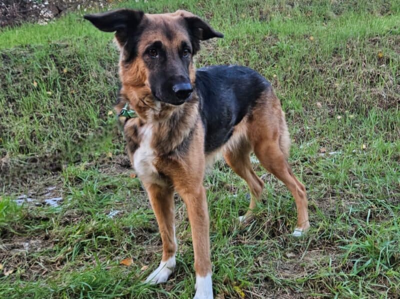 Deutscher Schäferhund-Mix Penny