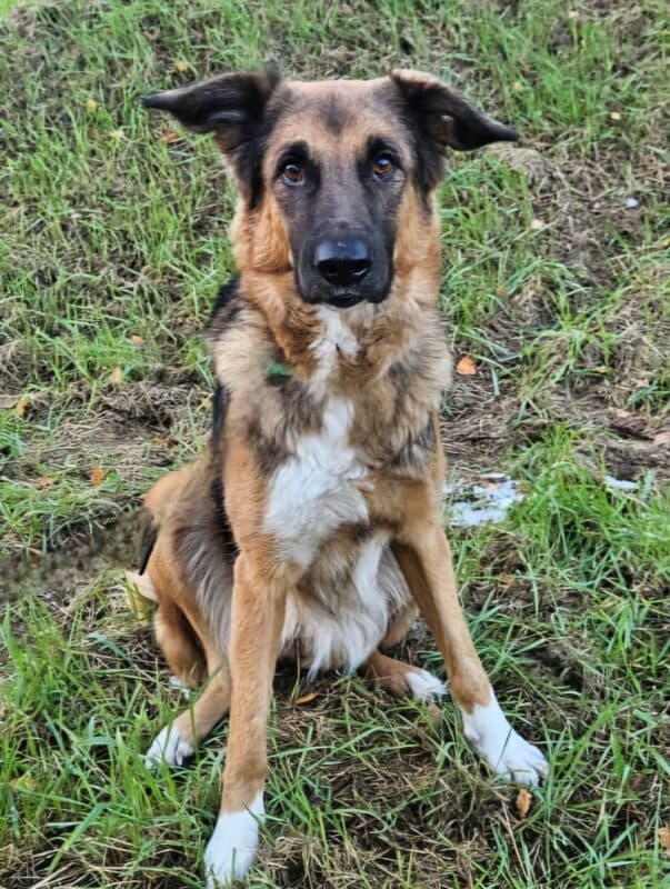 Penny - Deutscher Schäferhund - Bild 7