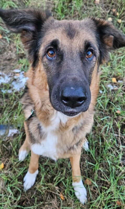 Penny - Deutscher Schäferhund - Bild 3