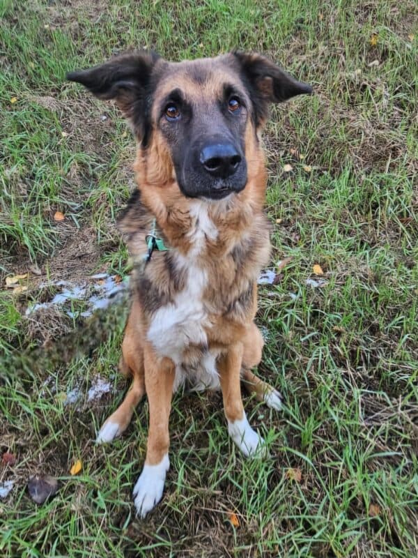 Penny - Deutscher Schäferhund - Bild 6