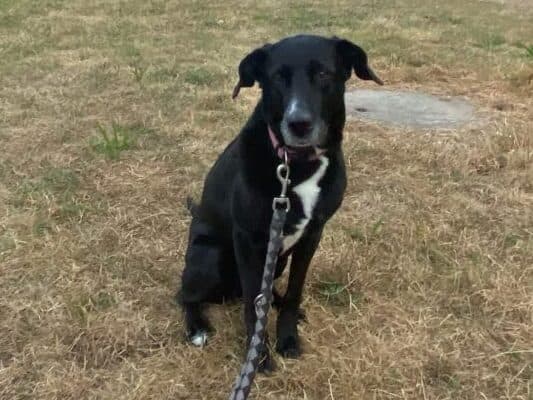 Labrador Retriever-Mix Tora