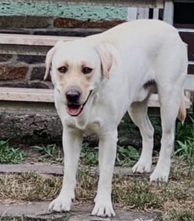 Labrador Retriever Ben