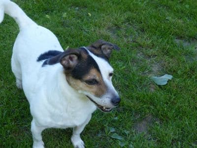 Jack Russell Terrier Unbekannt