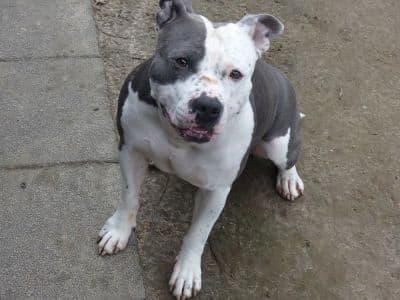 Staffordshire Bullterrier Unbekannt