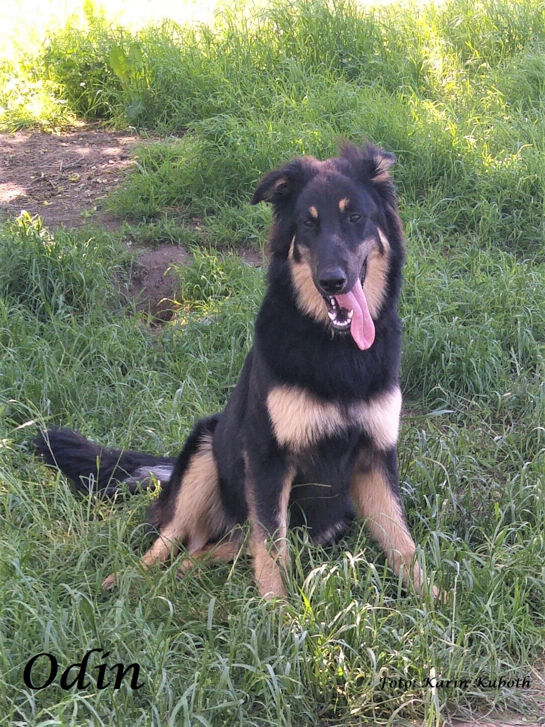 Chief - Deutscher Boxer - Bild 4