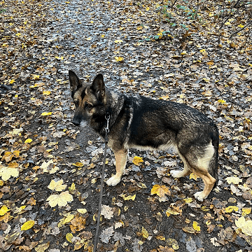 Mia - Deutscher Boxer - Bild 2