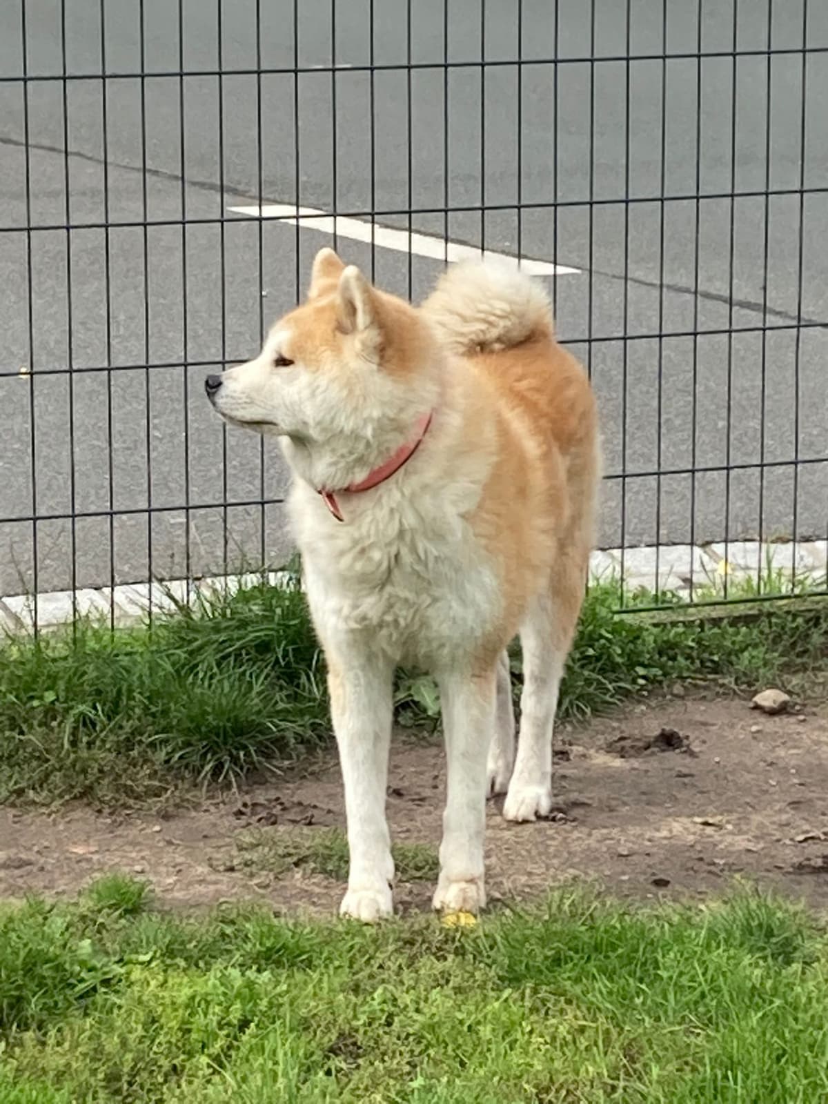 Akita Inara