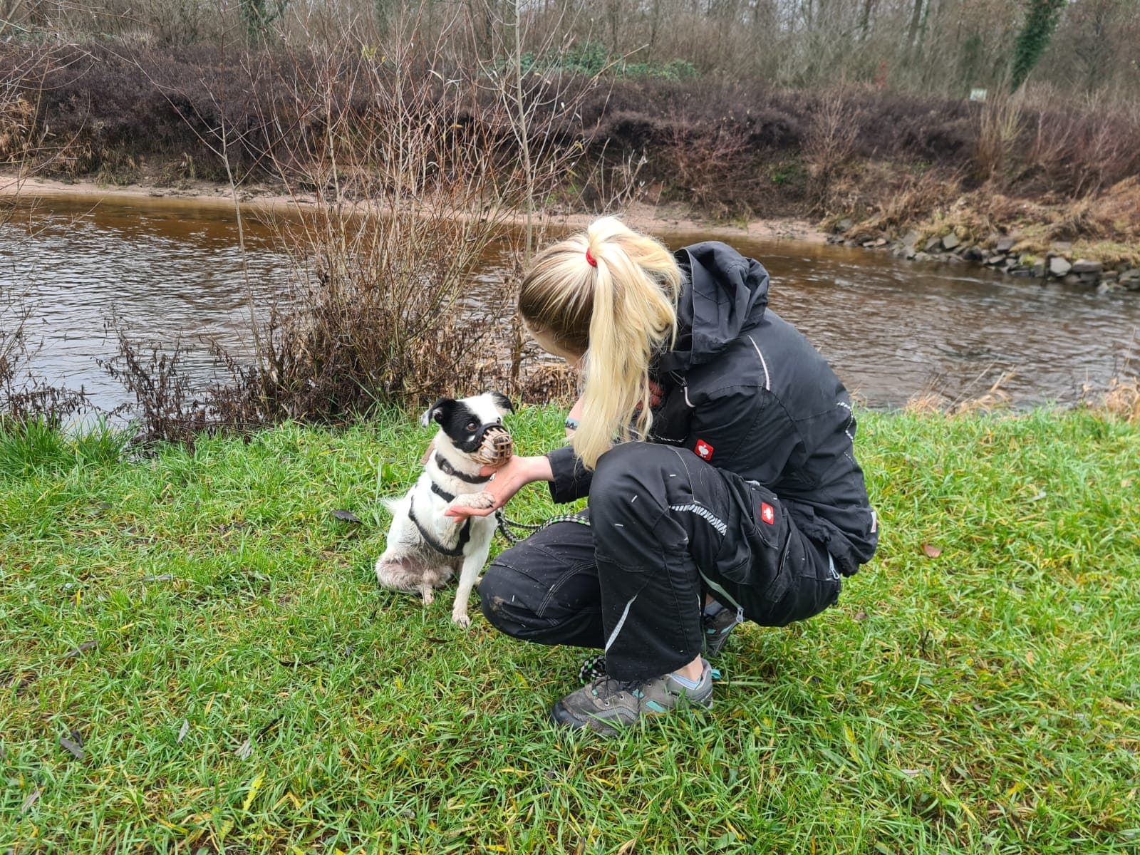 Jack Russell Terrier-Mix Jack-russel mix