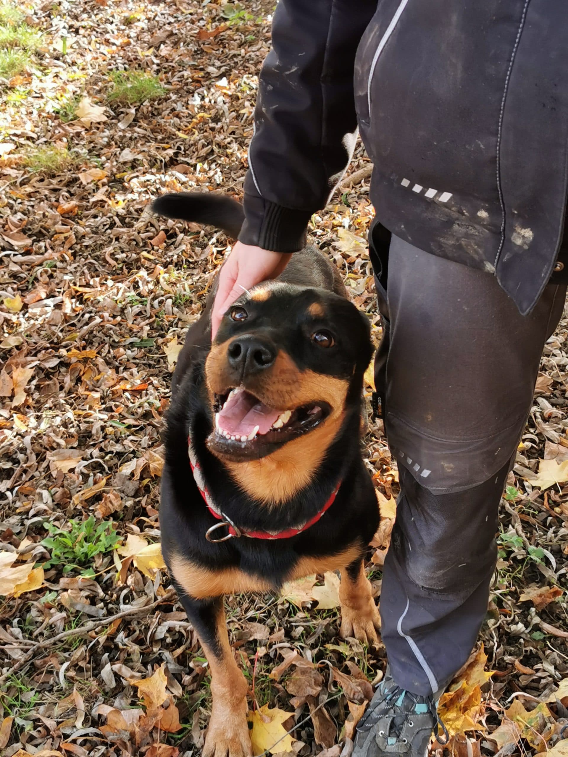Rottweiler, Deutscher Schäferhund Laila