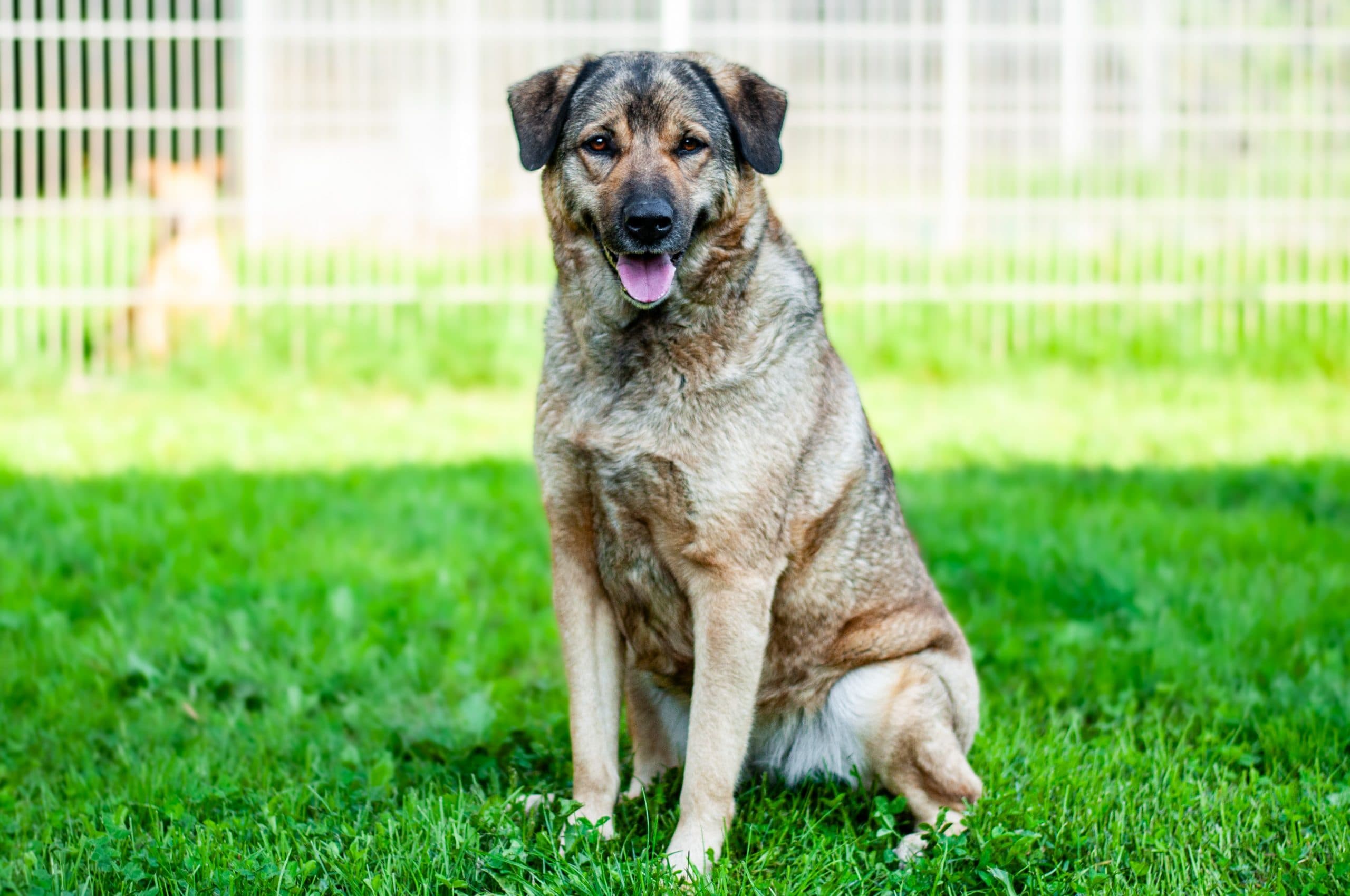 Missi - Deutscher Schäferhund - Bild 3