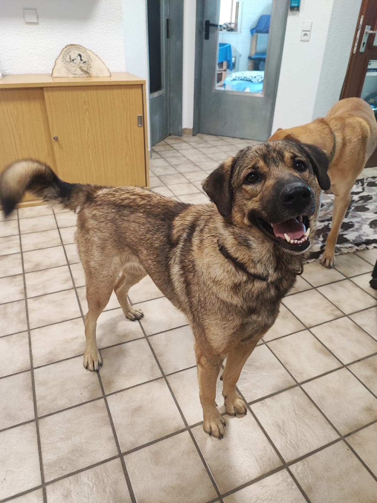 Missi - Deutscher Schäferhund - Bild 1