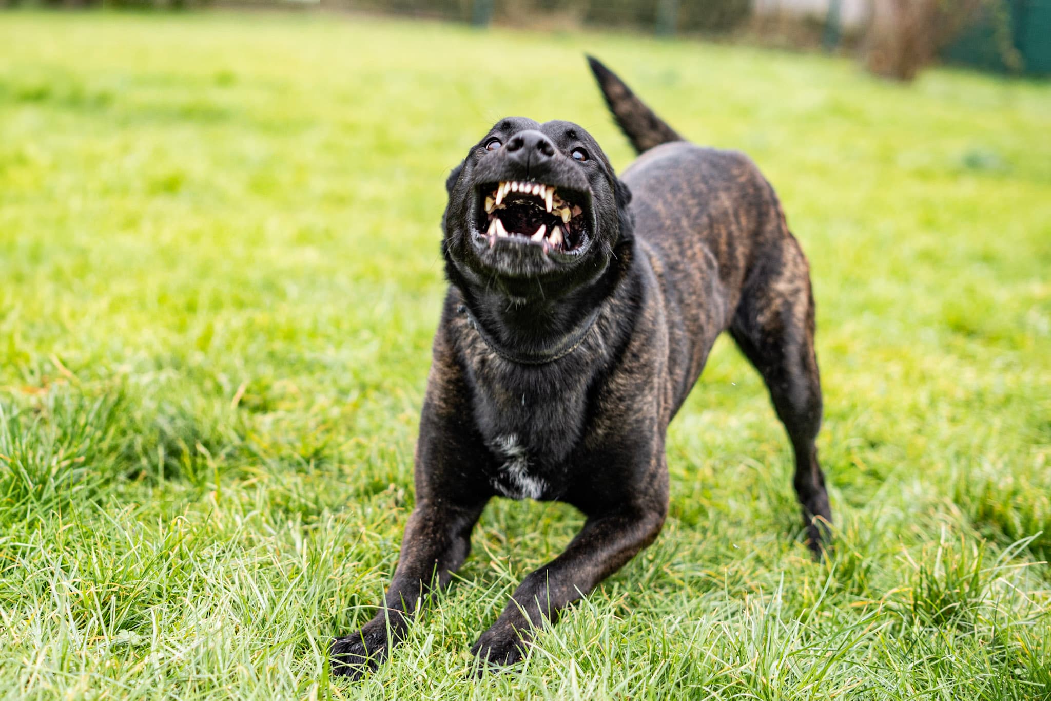 Scar - Hollandse Herdershond - Bild 5