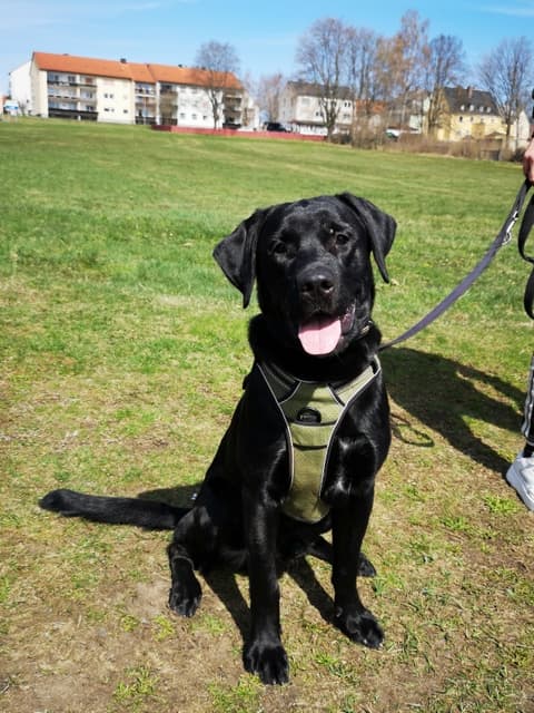 Oskar - Labrador Retriever - Bild 2