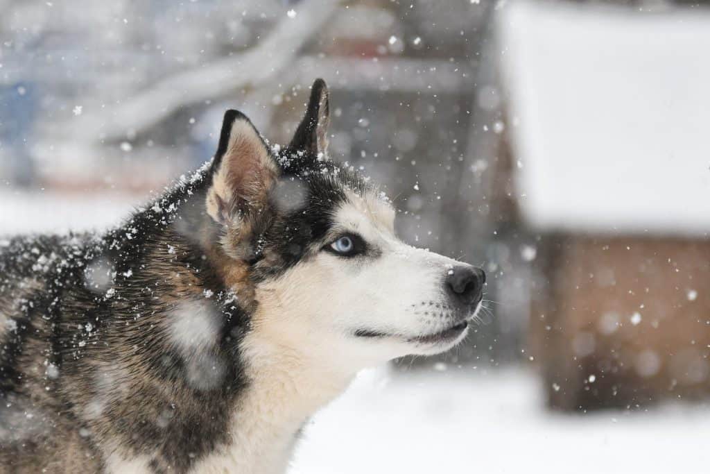 Djowky - Siberian Husky - Bild 2
