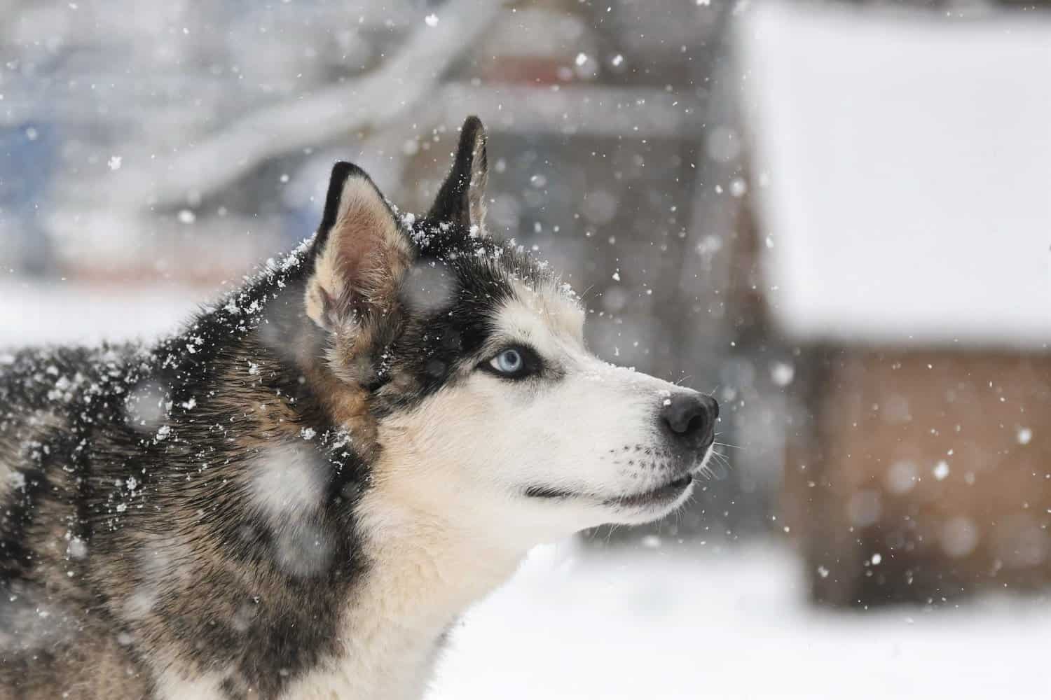 Djowky - Siberian Husky - Bild 4