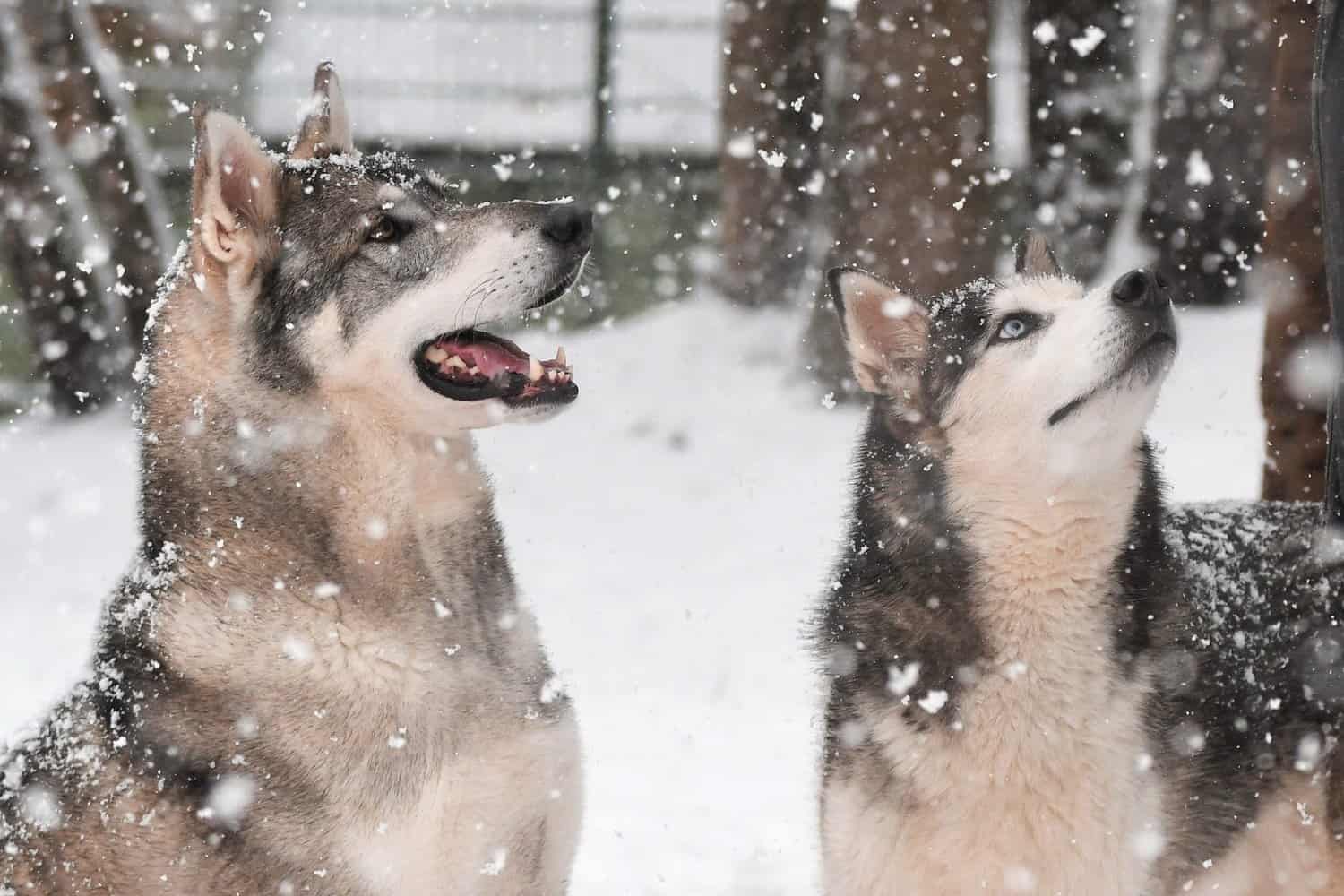 Djowky - Siberian Husky - Bild 5