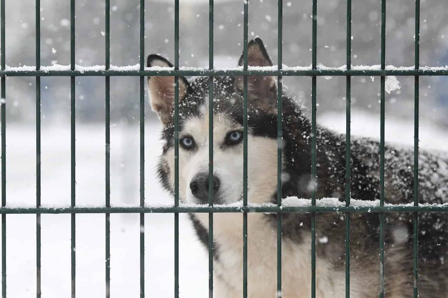 Djowky - Siberian Husky - Bild 3