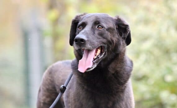 Deutscher Schäferhund, Labrador Retriever Balou