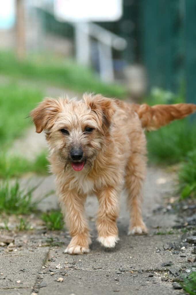 Deutsche Dogge, Labrador Retriever Ida