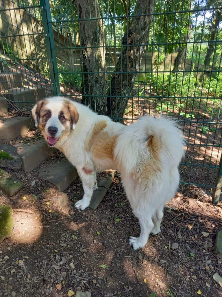 Mira - Zentralasiatischer Owtscharka - Bild 7