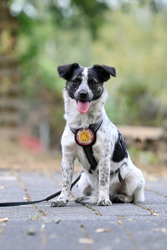 Elea - Deutsche Dogge - Bild 8